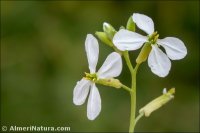 Moricandia arvensis