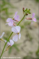 Moricandia arvensis