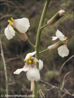 Moricandia moricandioides