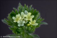 Neatostema apulum