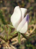 Ononis tridentata