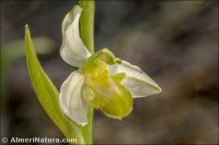 Ophrys apifera