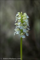 Orchis purpurea var. flavescens