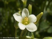 Oxalis pes-caprae