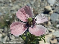 Papaver hybridum