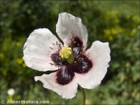 Papaver lecoqii