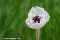 Papaver rhoeas