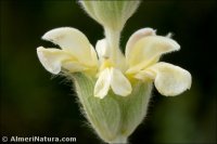 Phlomis lychnitis