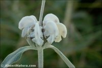 Phlomis purpurea