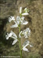 Polygala boissieri