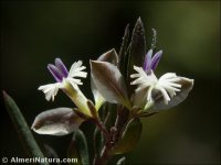Polygala rupestris