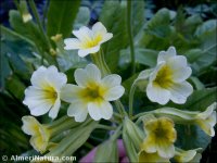 Primula elatior
ssp lofthousei