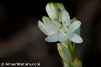 Prospero obtusifolium