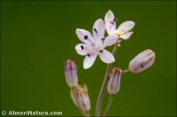 Prospero obtusifolium