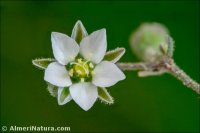 Rhodalsine geniculata