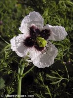 Roemeria argemone