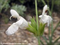 Salvia lavandulifolia
ssp vellerea