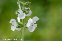 Salvia verbenaca