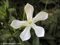 Saponaria officinalis