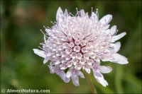 Scabiosa atropurpurea