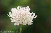 Scabiosa turolensis