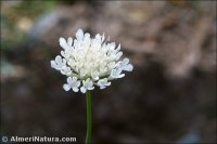 Scabiosa turolensis