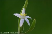 Schenkia spicata