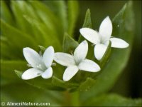 Sherardia arvensis