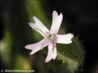 Silene aellenii