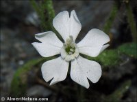 Silene littorea
ssp adscendens