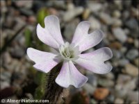 Silene littorea