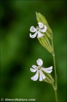 Silene secundiflora