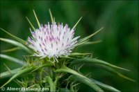 Silybum marianum