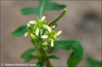 Sisymbrium irio