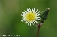 Sonchus oleraceus