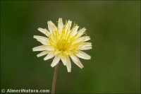 Sonchus tenerrimus