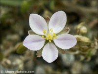Spergularia purpurea