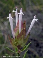 Thymus longiflorus