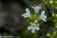 Thymus vulgaris