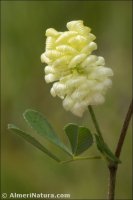 Trifolium campestre