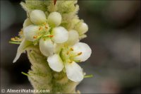 Verbascum giganteum