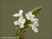 Verbena officinalis
