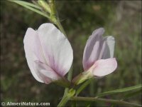 Vicia angustifolia