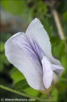 Vicia pyrenaica
