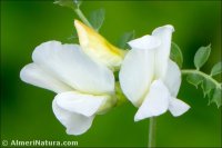 Vicia pyrenaica