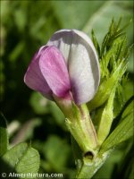 Vicia sativa