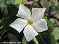 Vinca difformis