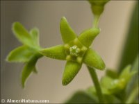 Vincetoxicum nigrum