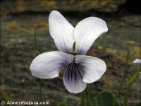 Viola riviniana