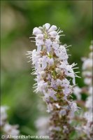 Vitex agnus-castus